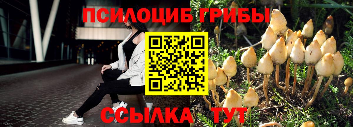 Сафоново  Галлюциногенные грибы Psilocybine cubensis  Вход с VPN  Псилоцибиновые грибы Psilocybine cubensis 